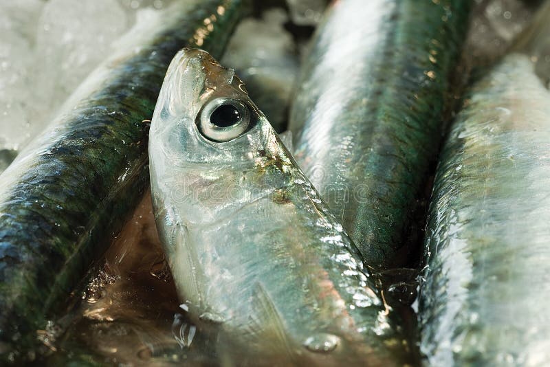 Ny bas- fisk royaltyfria foton