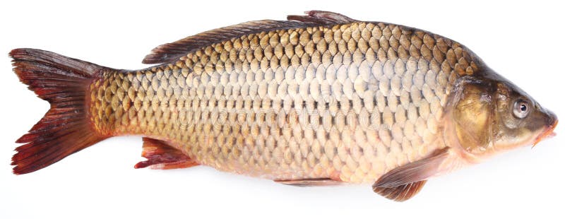 ny carpfisk royaltyfri bild ny carpfisk royaltyfri bild