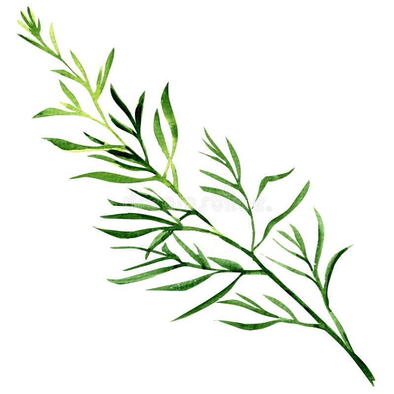 Fresh tarragon herb isolated, watercolor painting on white background. Fresh tarragon herb isolated, watercolor painting on white background