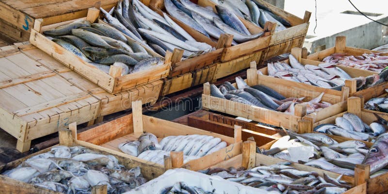 Ny fisk på försäljning på marknaden av hamnen av Bodrum Turkiet arkivfoto Ny fisk på försäljning på marknaden av hamnen av Bodrum Turkiet arkivfoto