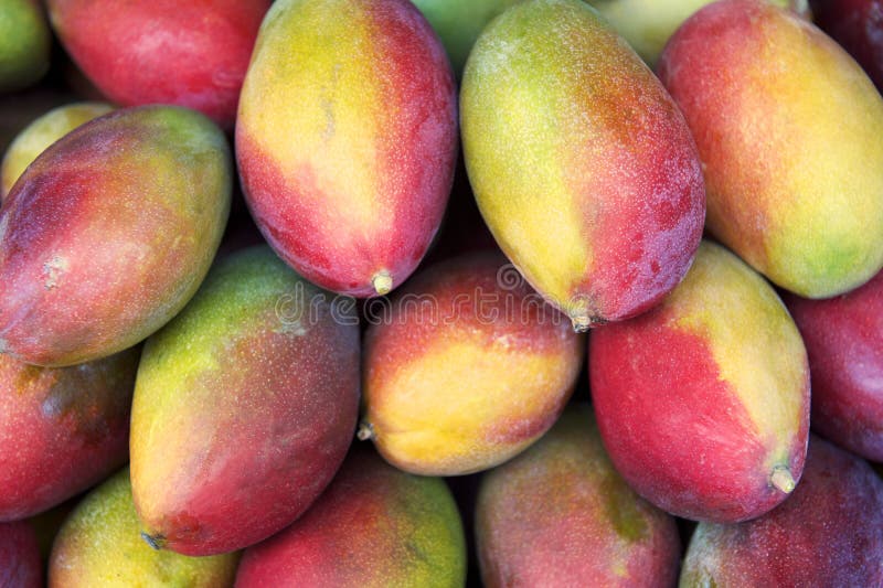 Ny färgrik marknad för bönder för tropisk frukt för mango arkivbild