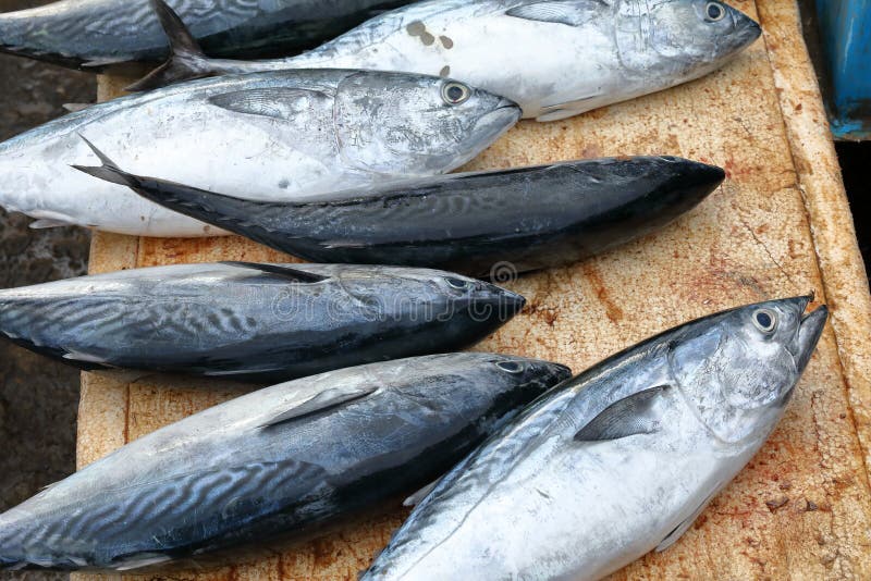 ny försäljning för fisk royaltyfri bild ny försäljning för fisk royaltyfri bild