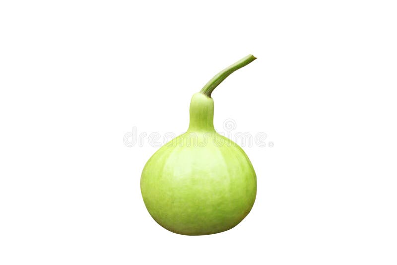 Ny grön kalebass arkivfoto Ny grön kalebass arkivfoto