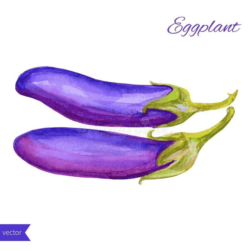 Ny grönsak för aubergine för vattenfärgvektoraubergine som isoleras på vit bakgrund stock illustrationer Ny grönsak för aubergine för vattenfärgvektoraubergine som isoleras på vit bakgrund stock illustrationer