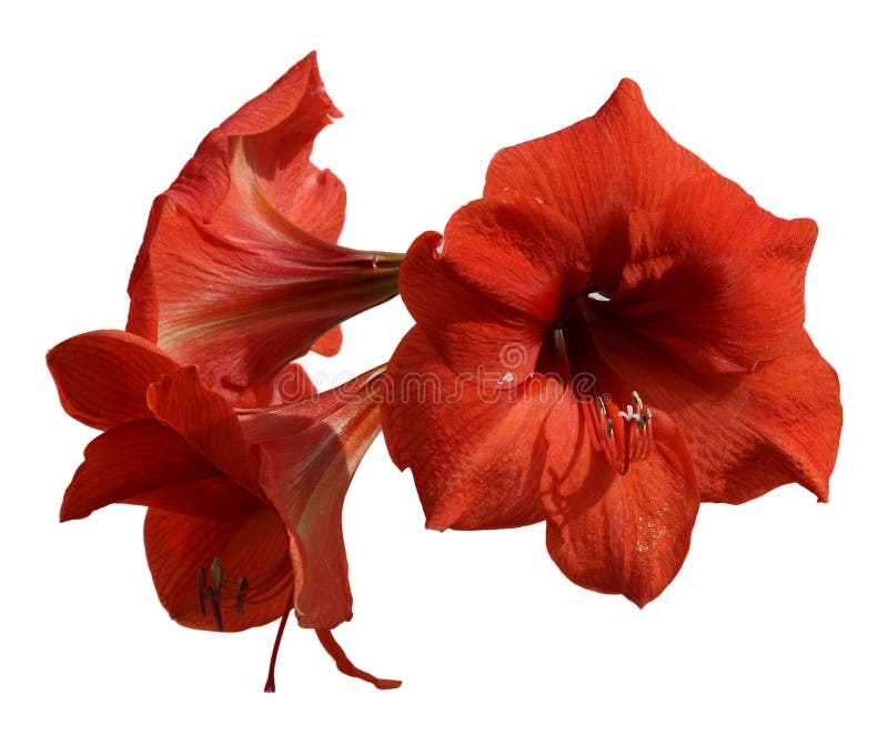 Ny Hippeastrum blomma, Amaryllis ung filial av blomma tre fotografering för bildbyråer Ny Hippeastrum blomma, Amaryllis ung filial av blomma tre fotografering för bildbyråer