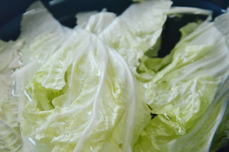 Ny kinakålvattenlokalvård i plast- handfat royaltyfria bilder Ny kinakålvattenlokalvård i plast- handfat royaltyfria bilder
