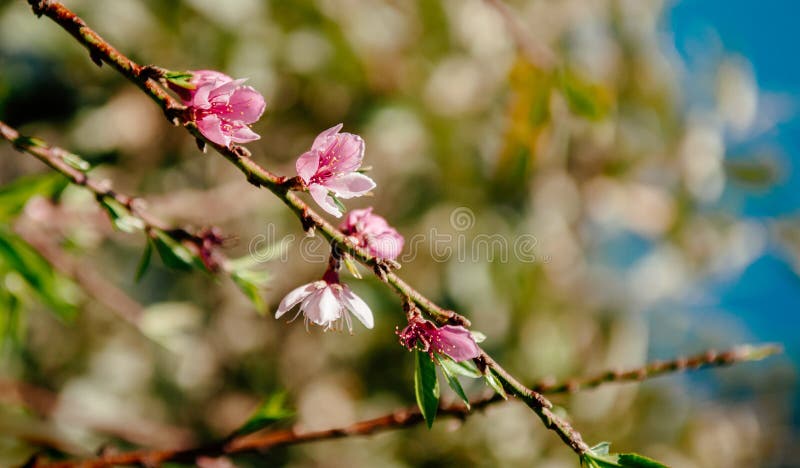 Ny körsbärsröd blomning på dess filial i vårsäsong royaltyfri fotografi Ny körsbärsröd blomning på dess filial i vårsäsong royaltyfri fotografi
