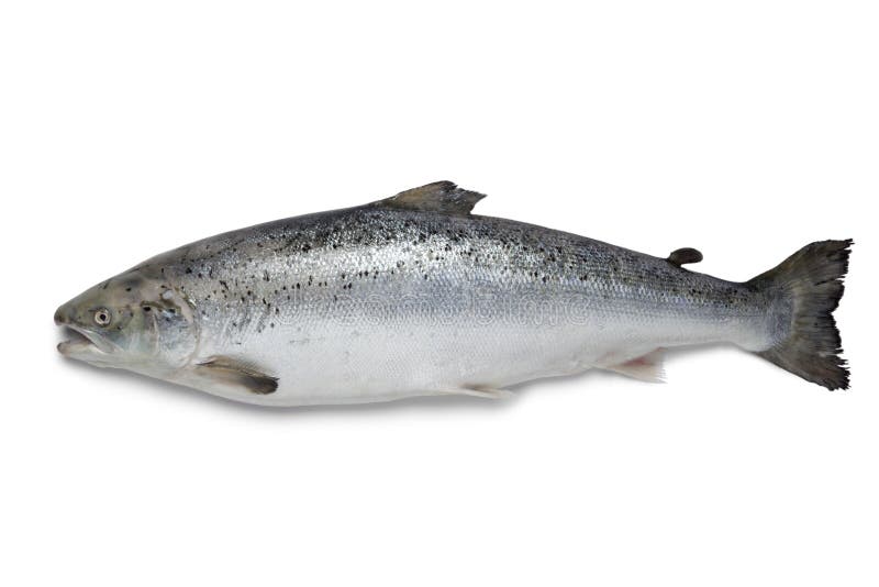 Ny laxfisk arkivfoto