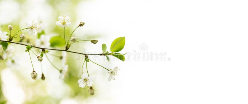 Ny mjuk bakgrund f?r v?rtr?dg?rdlandskap Blomstra f?r stamensfrukttr?d f?r vita kronblad som den gula filialen g?ras suddig arkivbilder Ny mjuk bakgrund f?r v?rtr?dg?rdlandskap Blomstra f?r stamensfrukttr?d f?r vita kronblad som den gula filialen g?ras suddig arkivbilder