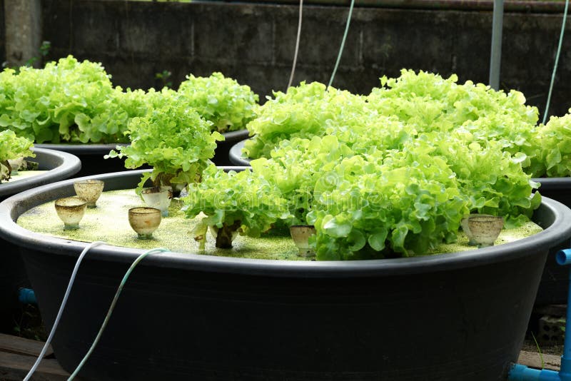 Ny organisk grön ekkultur i aquaponic eller hydroponic farmi arkivfoton Ny organisk grön ekkultur i aquaponic eller hydroponic farmi arkivfoton