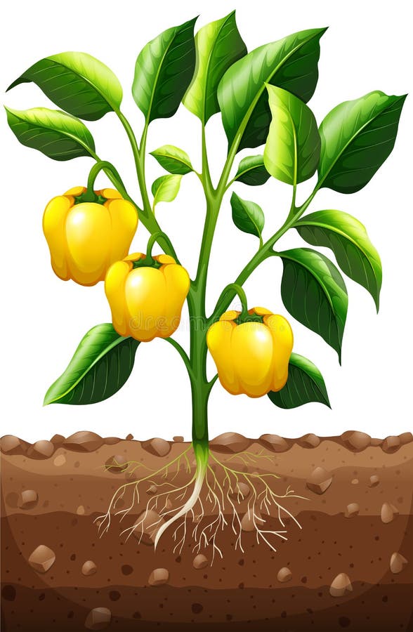 Ny paprika på växten vektor illustrationer Ny paprika på växten vektor illustrationer
