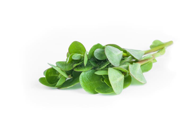 Ny purslanePortulaca oleracea, ätliga ogräs som isoleras på vit bakgrund arkivfoto Ny purslanePortulaca oleracea, ätliga ogräs som isoleras på vit bakgrund arkivfoto