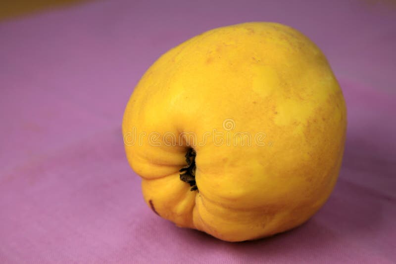 Ny quince royaltyfria bilder