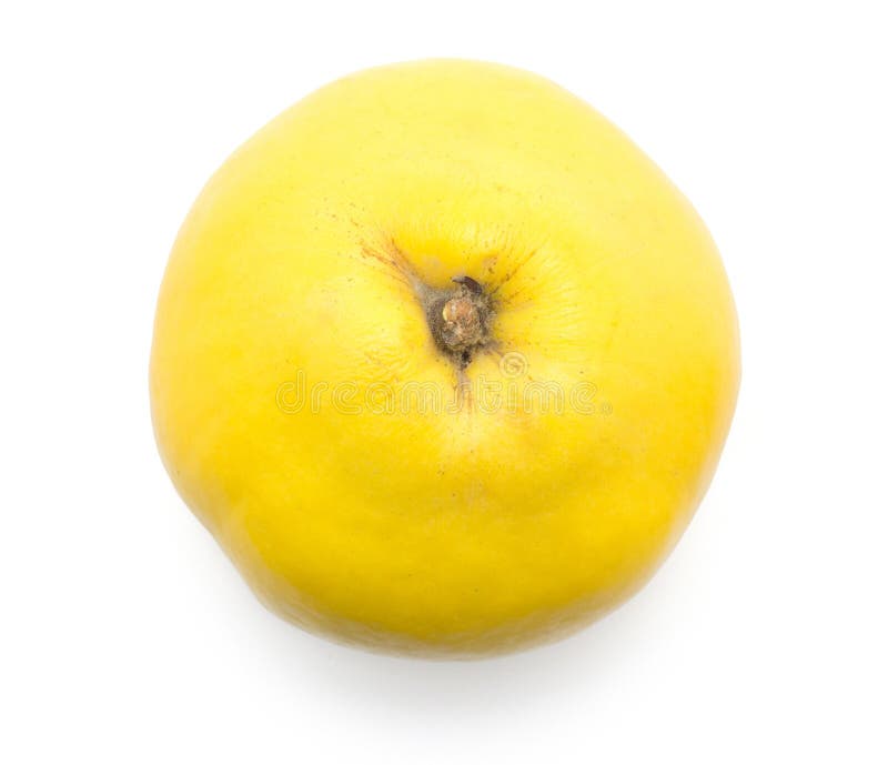 Ny rå kvitten på vit fotografering för bildbyråer