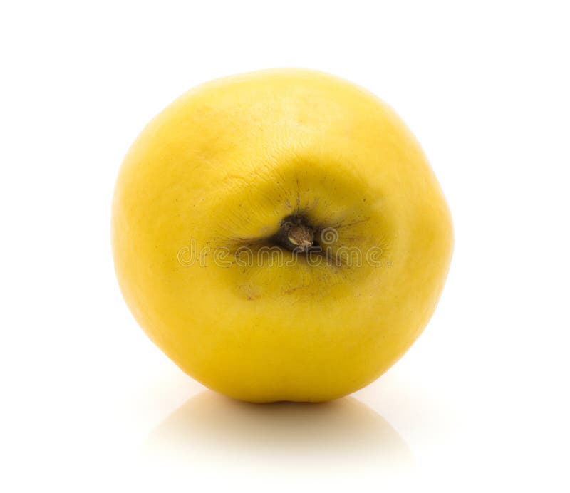 Ny rå kvitten som isoleras på vit arkivbilder