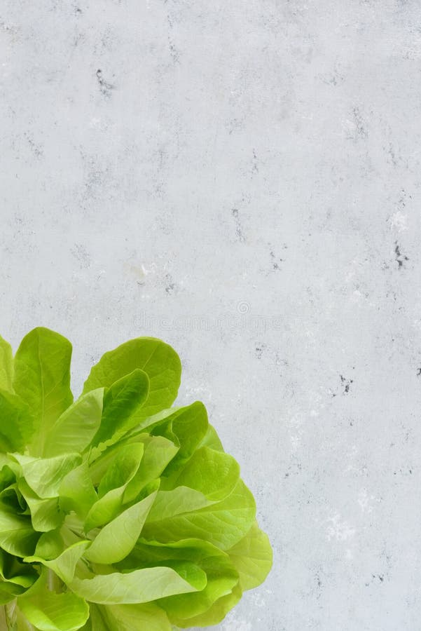 Ny salladgrönsak från hydrophinic kultur Salladväxt, hydroponic grönsaksidor Säsongsbetonade grönsaker arkivbild Ny salladgrönsak från hydrophinic kultur Salladväxt, hydroponic grönsaksidor Säsongsbetonade grönsaker arkivbild