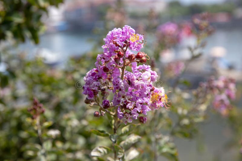 Nya blommande blommor i vår royaltyfria foton Nya blommande blommor i vår royaltyfria foton
