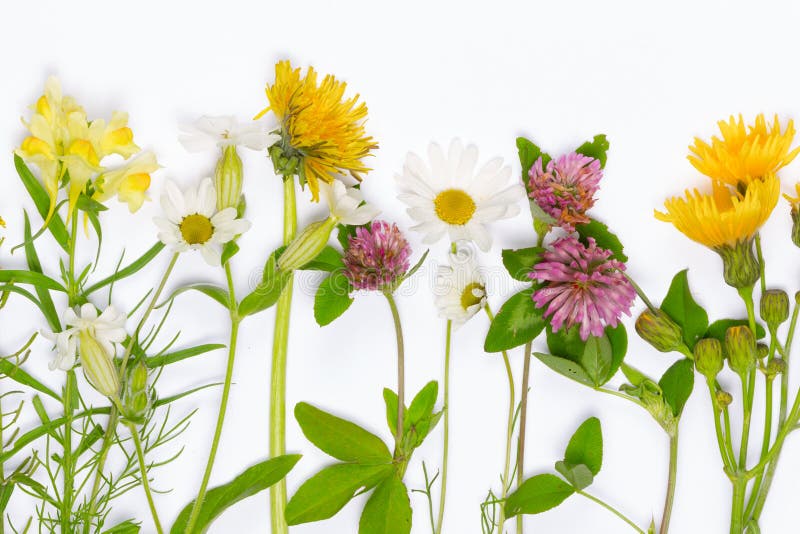 Nya blommande vildblommor arkivfoto Nya blommande vildblommor arkivfoto