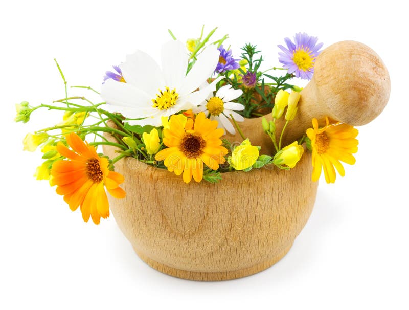 Nya blommor i mortel på vitbakgrund fotografering för bildbyråer Nya blommor i mortel på vitbakgrund fotografering för bildbyråer