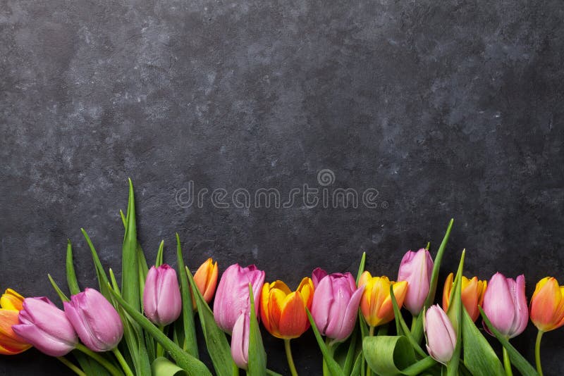 Nya färgrika tulpanblommor fotografering för bildbyråer
