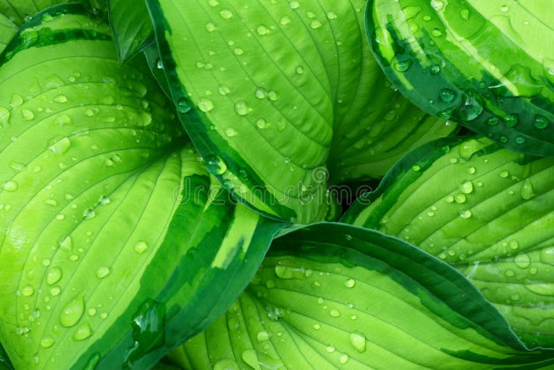 Nya gröna Hostaväxtsidor efter regn med vattendroppar Botanisk lövverknaturbakgrund Tapetaffischmall arkivbild