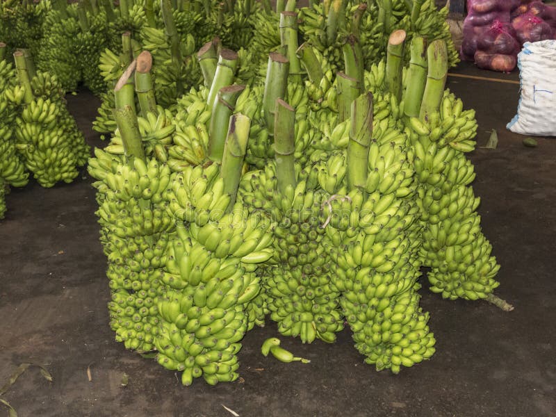 Nya gröna små bananer i den stora marknaden royaltyfria foton