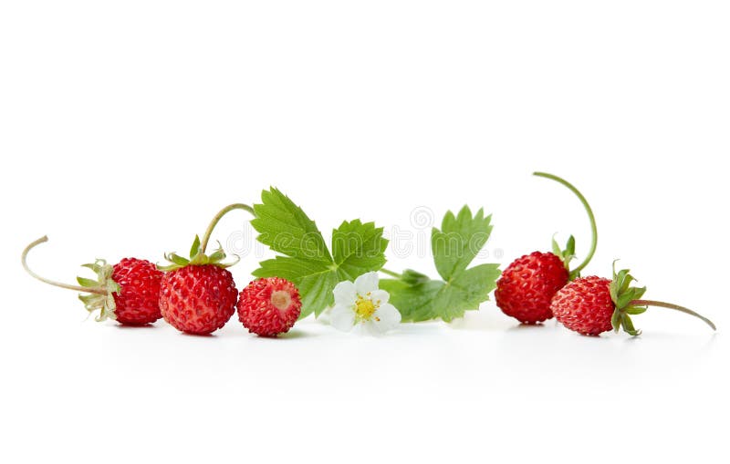 Fresh wild strawberries with flowers and leaves on white background. Fresh wild strawberries with flowers and leaves on white background