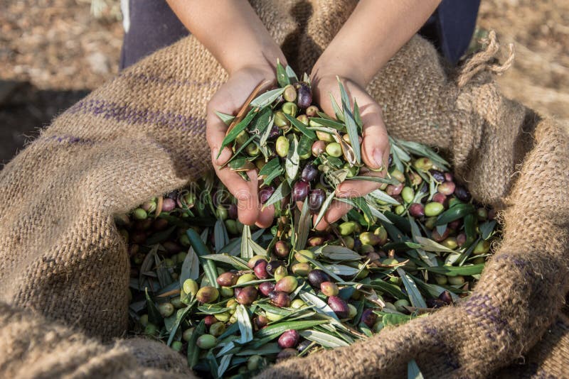 Nya oliv som skördar från agronomer i ett fält av olivträd för extra jungfrulig olivoljaproduktion arkivbilder