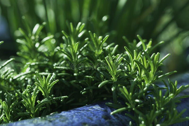 Färsk Ekologisk Rosmarin royaltyfri bild