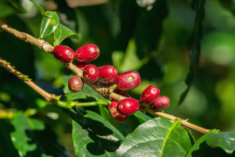 Nya organiska röda körsbärsröda bönor för rått och moget kaffe på träd royaltyfri fotografi Nya organiska röda körsbärsröda bönor för rått och moget kaffe på träd royaltyfri fotografi