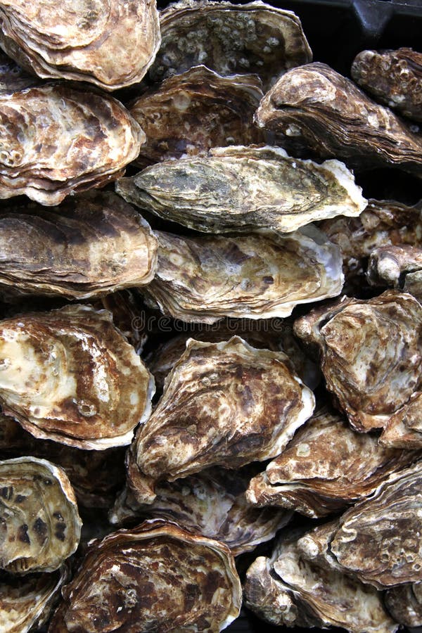 Fresh raw oysters on street market. La Rochelle. France. Fresh raw oysters on street market. La Rochelle. France