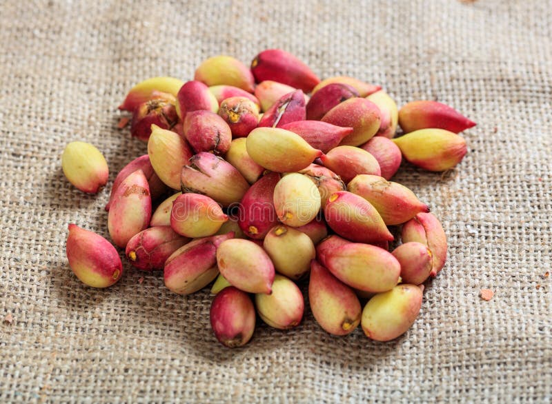 Fresh pistachios in shell on a burlap. Fresh pistachios in shell on a burlap