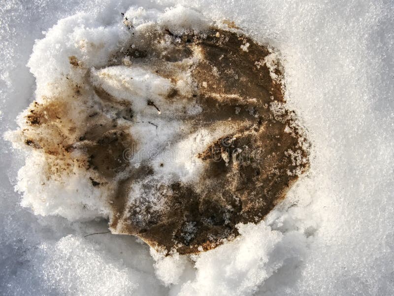 Nya ponnyspår i ljus vit snö royaltyfri fotografi Nya ponnyspår i ljus vit snö royaltyfri fotografi