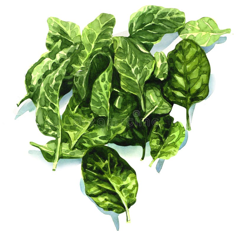 Fresh leaves of spinach, watercolor painting on white background. Fresh leaves of spinach, watercolor painting on white background