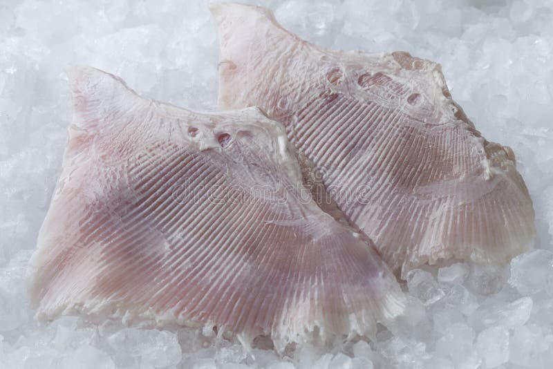 Nya skridskofiskvingar royaltyfri bild Nya skridskofiskvingar royaltyfri bild