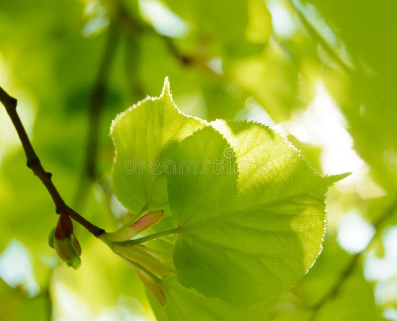 Färska sommarblad på suddig grön bakgrund royaltyfri foto