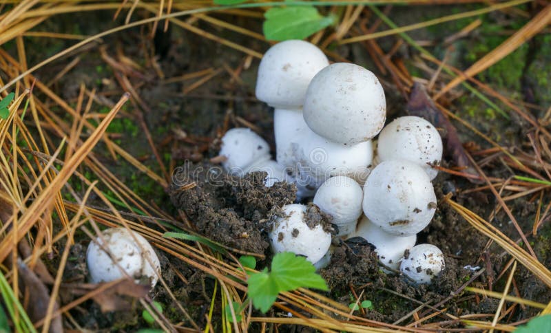 Nya, vita, giftiga svampar agaricus xanthodermus på marken. vit champignons agaricus xanthodermus arkivbild