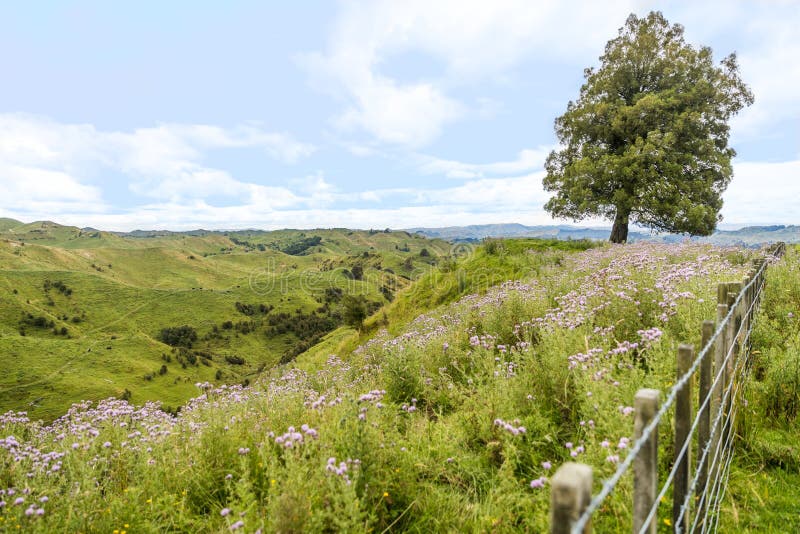 Nya Zeelands vårlandskap Landsbygdsmiljö med blommor och träd i gröngräs, fredlig bakgrund Resa arkivfoton