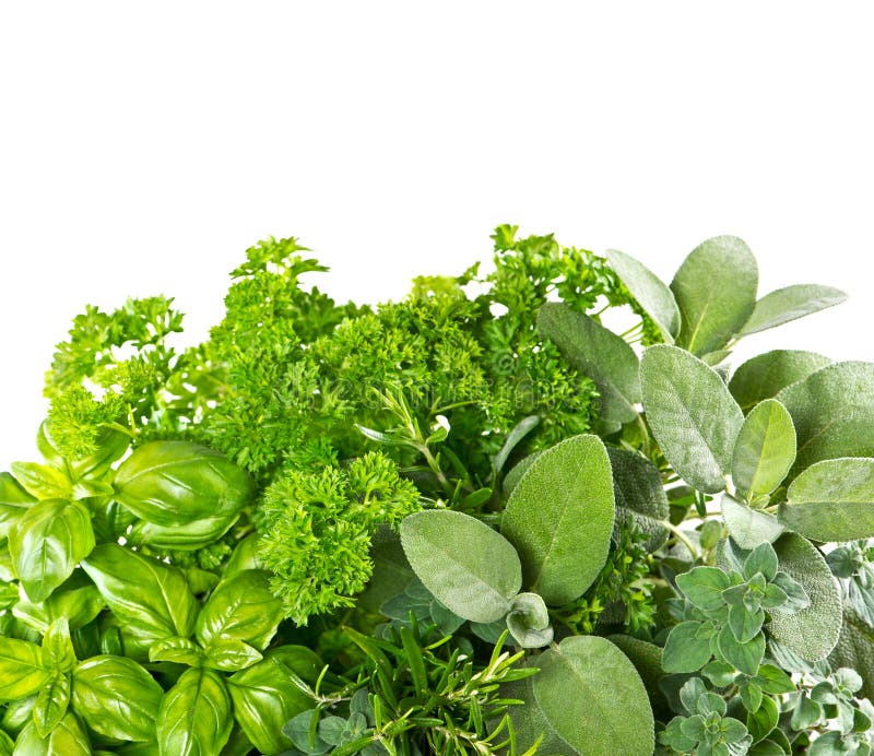 Nya örter över vit bakgrund sunda ingredienser för mat arkivfoto