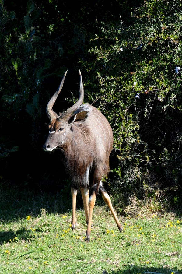 Nyala antelope vid Port Elizabeth-jaktparken, Sydafrika royaltyfria foton