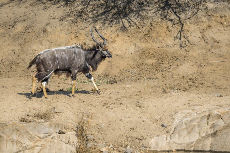 Nyala в национальном парке Kruger, Южной Африке стоковое фото Nyala в национальном парке Kruger, Южной Африке стоковое фото