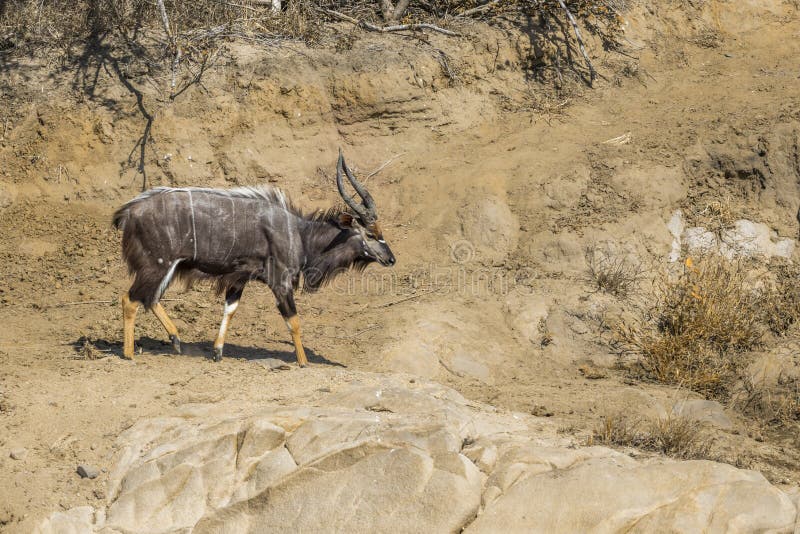 Nyala в национальном парке Kruger, Южной Африке стоковая фотография rf Nyala в национальном парке Kruger, Южной Африке стоковая фотография rf