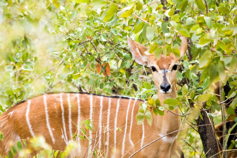 Nyalaantilop i den Kruger nationalparken arkivbild Nyalaantilop i den Kruger nationalparken arkivbild