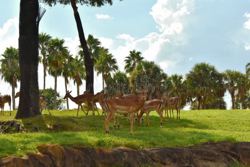 Nyalas in green meadow with palm trees at Bush Gardens Tampa Bay stock image Nyalas in green meadow with palm trees at Bush Gardens Tampa Bay stock image