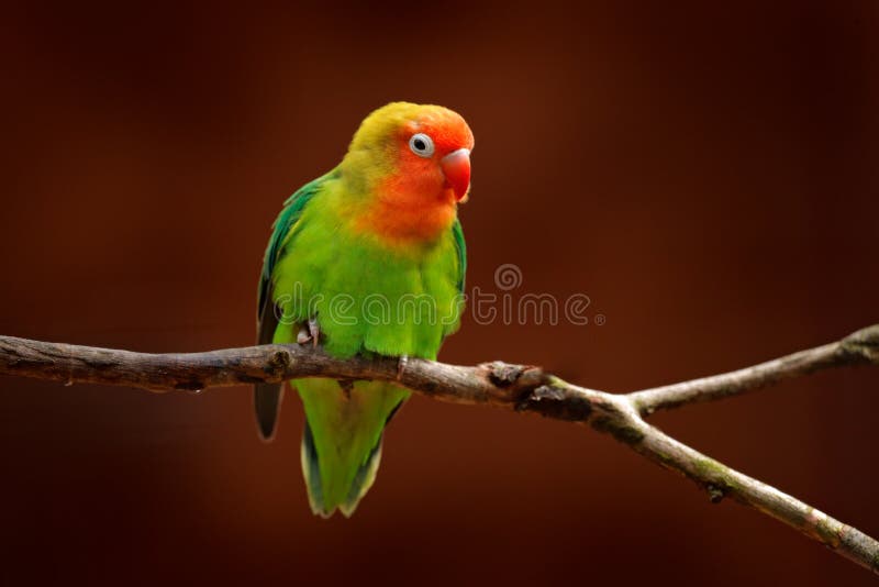 Nyasa Lovebird or Lilian`s lovebird, Agapornis lilianae, green exotic bird sitting on the tree, Namibia, Africa. Beautiful parrot.