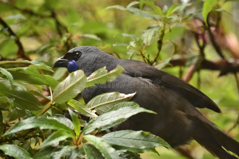 Nyazeeländsk unik endemiskfågel Kokako royaltyfria bilder Nyazeeländsk unik endemiskfågel Kokako royaltyfria bilder