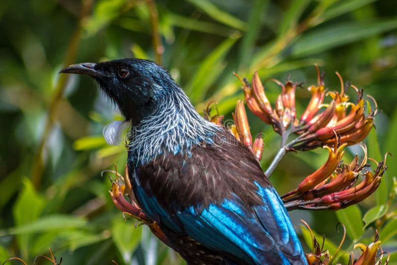 Nyazeeländska Tui Honey Eater Bird Head Closeup royaltyfri fotografi Nyazeeländska Tui Honey Eater Bird Head Closeup royaltyfri fotografi