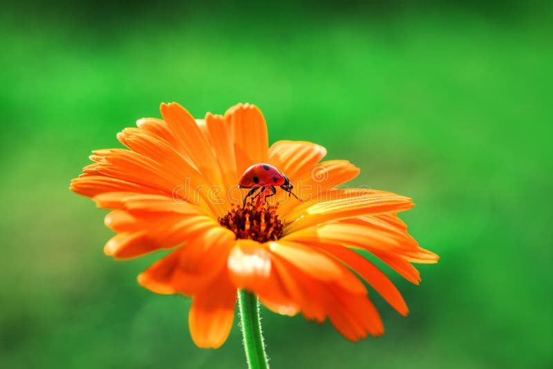 Nyckelpiga- och apelsingerberaen blommar på solen mot gräs royaltyfri fotografi Nyckelpiga- och apelsingerberaen blommar på solen mot gräs royaltyfri fotografi