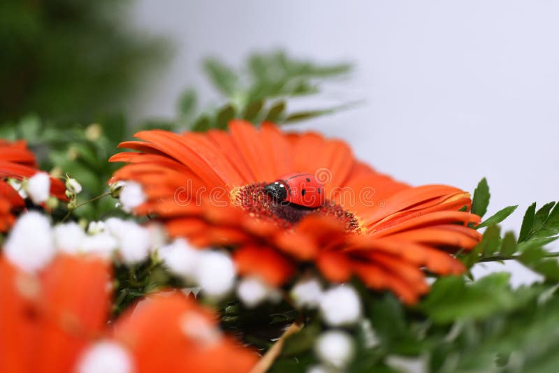 Nyckelpiga på den stora röda blomman arkivfoto Nyckelpiga på den stora röda blomman arkivfoto