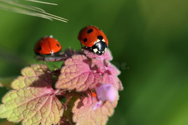 Nyckelpiganyckelpiga på den wildplant ängen royaltyfri foto Nyckelpiganyckelpiga på den wildplant ängen royaltyfri foto